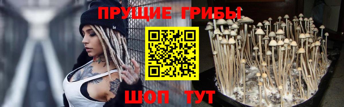 Псилоцибиновые грибы Psilocybe Губаха